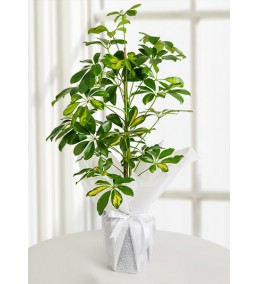 Şheflera Ağacı tekli 90 cm