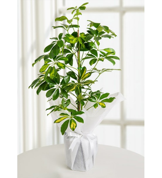 Şheflera Ağacı tekli 90 cm