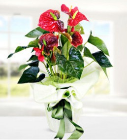 Anthurium küçük Saksı Çiçeği  
